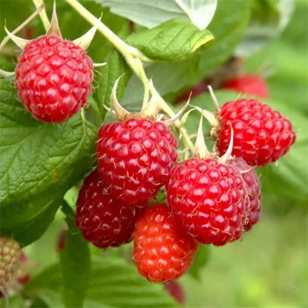 YouGarden Raspberry 'Long-Cane' (5 Canes) - Multi Pack of 5