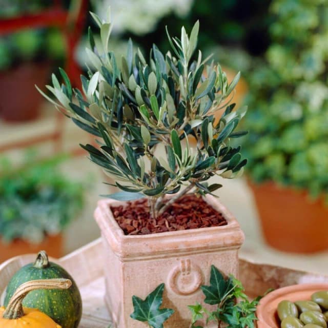 YouGarden Mini Olive Tree Plants 15cm Pot Green 42432015000