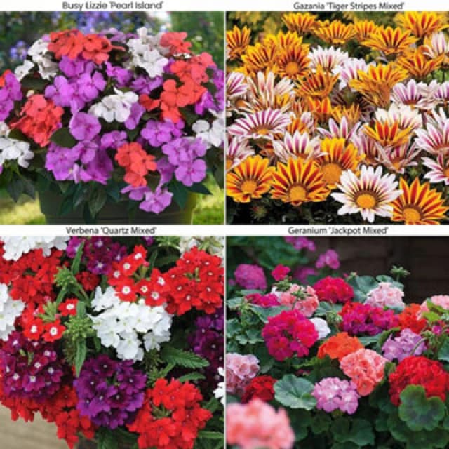 Thompson & Morgan Mixed Summer Container Collection - 48 Plug Plants