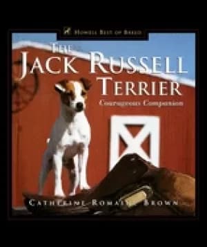 jack russell terrier courageous companion