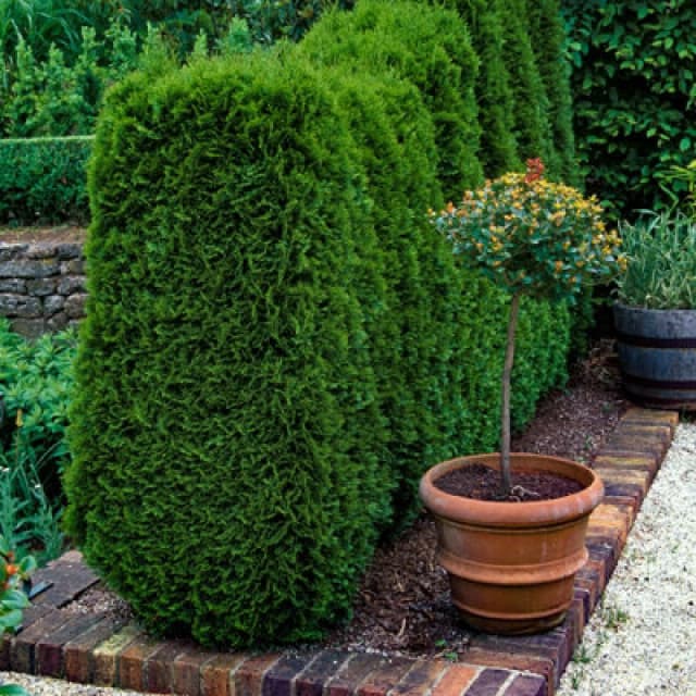 You Garden Yougarden Thuja Occidentalis 'smaragd' In 9Cm Pots X 12, White Cedar Shrubs For Gardens, Garden Ready Potted Shrubs For Patios