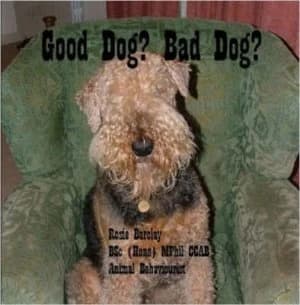 Good Dog Bad Dog by Rosie Barclay Paperback