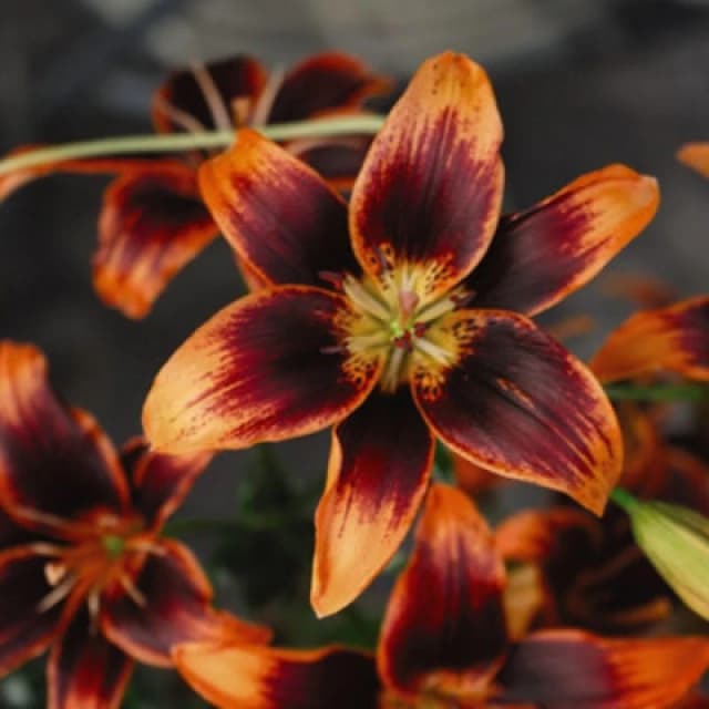 Thompson & Morgan Lily Forever Susan 10 Bulbs - Summer Flowering