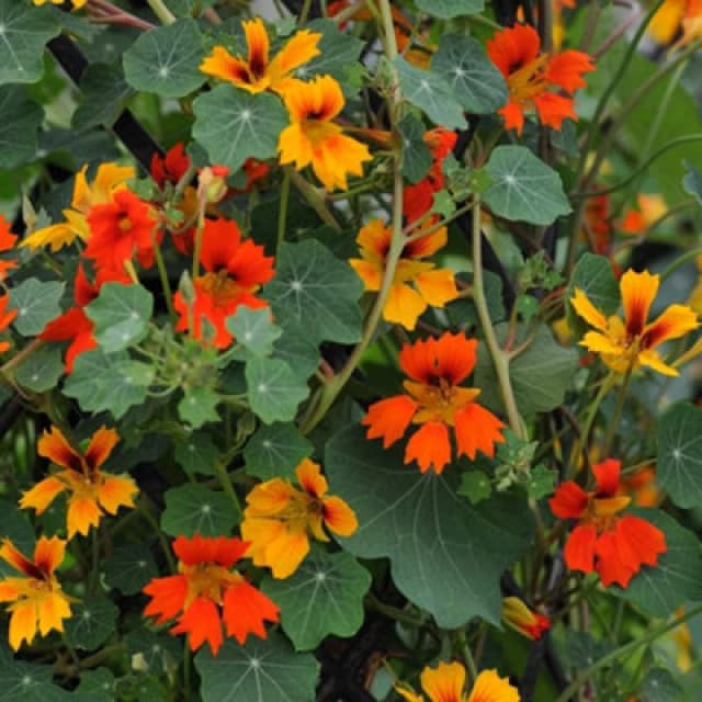 Thompson & Morgan Nasturtium Minor Phoenix 1 Seed Packet (25 Seeds)