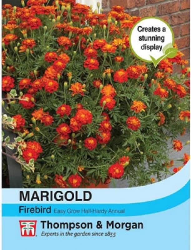 Thompson & Morgan Marigold Firebird 1 Packet (50 Seeds)