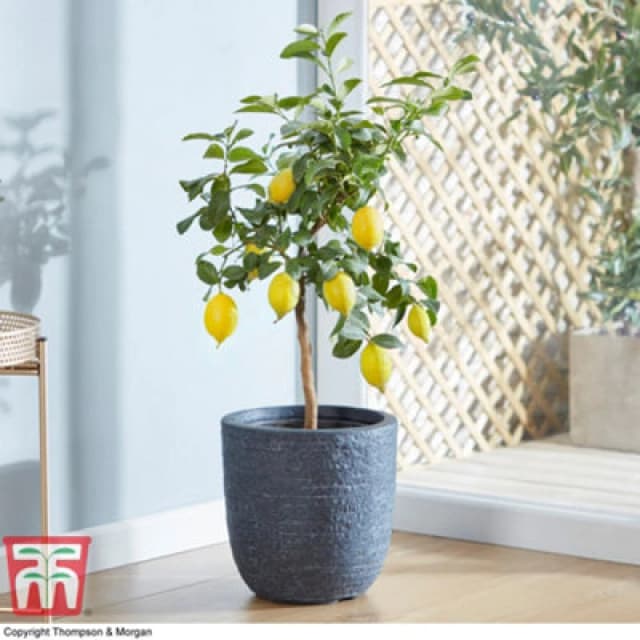 Thompson & Morgan Citrus Fruit Lemon Potted Plant X 2