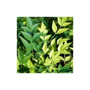 Nandina Lemon and Lime 17cm