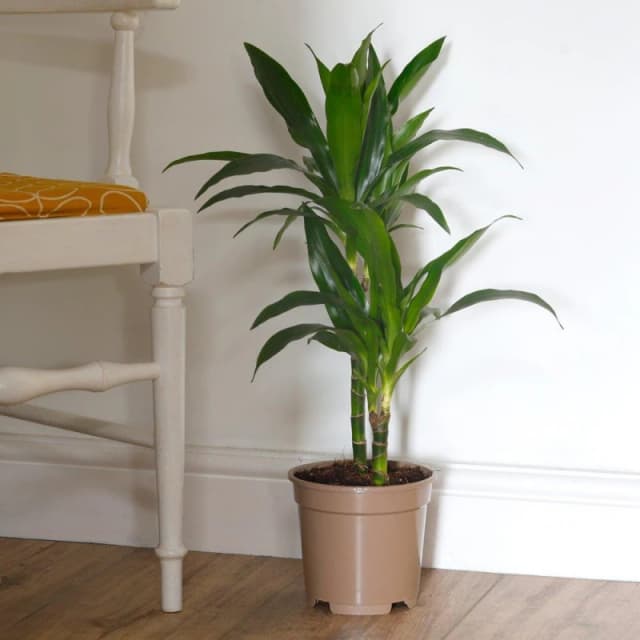 YouGarden Dracaena deremensis Janet Craig - Dragon Tree Green unisex 17cm pot