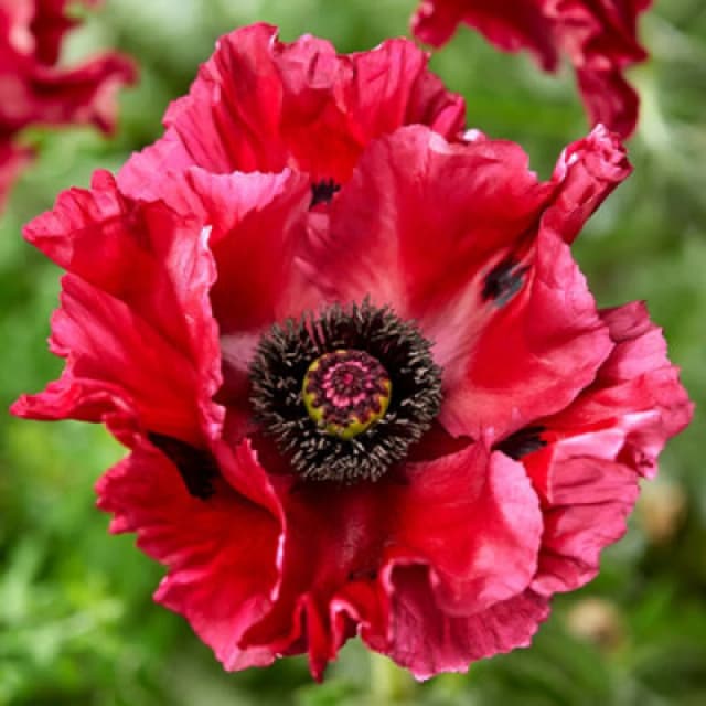 You Garden - Papaver 'red Rumble' Oriental Poppy Three Established Plants In 9Cm Pots