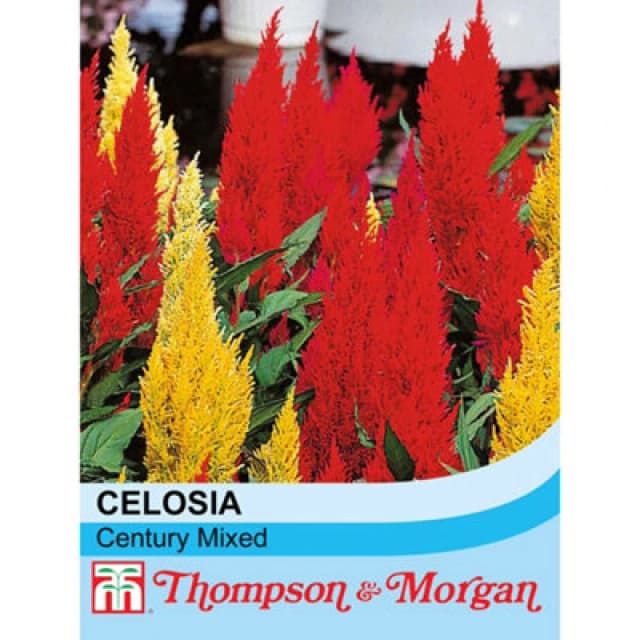 Thompson & Morgan Celosia Century Mixed 1 Seed Packet (100 Seeds)
