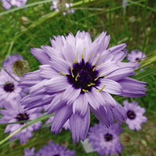 Thompson & Morgan Catananche Caerulea Amor Blue 1 Seed Packet