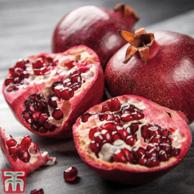 Thompson & Morgan Fruit Pomegranate (Punica Granatum) Provence 5 Litre Potted Plant X 1