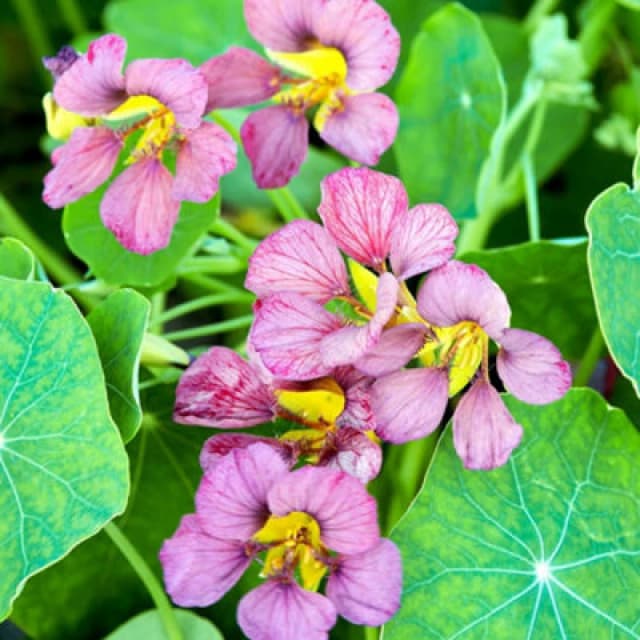Thompson & Morgan Nasturtium Purple Emperor 1 Seed Packet (25 Seeds)