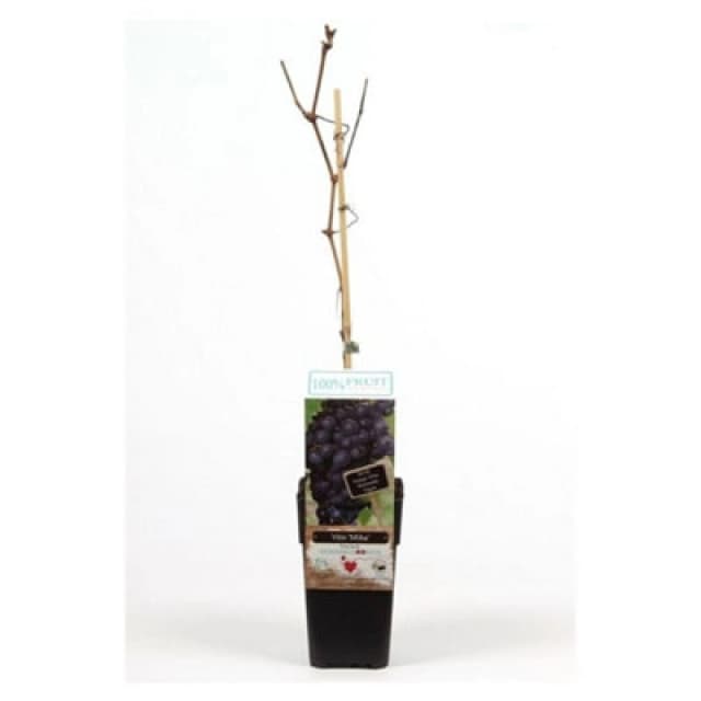 Thompson & Morgan Vitis (Grape) Mika 15Cm Potted Plant X 1