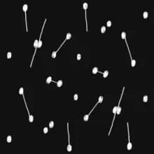 Dance of a Trillion Stars