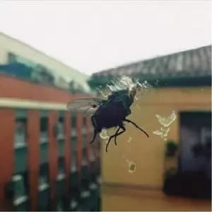 Gran Pantalla by Biznaga CD Album