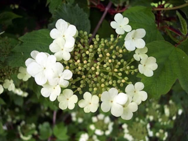 Inspirational Gifting 3ft Guelder Rose (Viburnum Opulus) Field Grown Bare Root Hedging Plants Tree Sapling - Pack Of 10