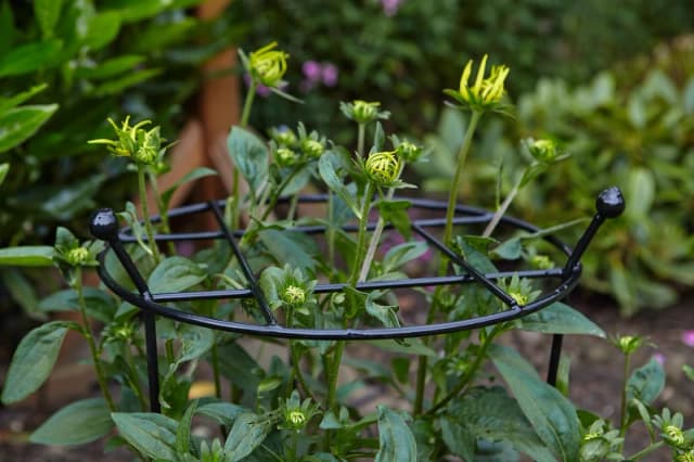 Pack of 2 Tom Chambers Cottage Heavy Duty Black Metal Steel Herbaceous Garden Plant Support Grow Through Large 80cm x 45cm