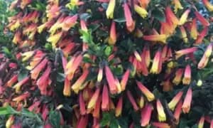 Brazilian Fuchsia Plant, One, Yellow