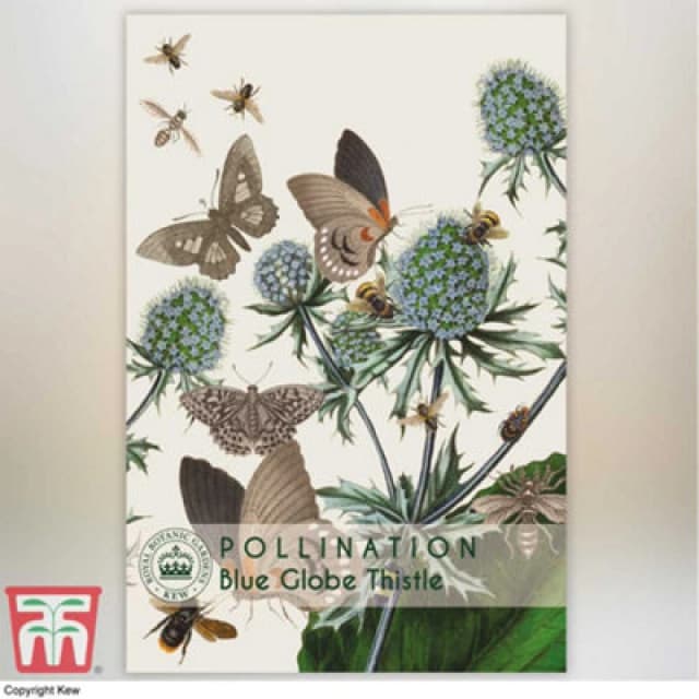 Thompson & Morgan Blue Globe Thistle Promo New Kew Range 1 Packet (20 Seeds)