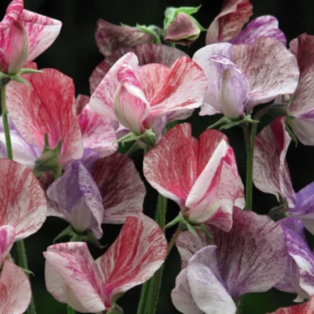 Thompson & Morgan Sweet Pea Statesman 1 Packet (25 Seeds)