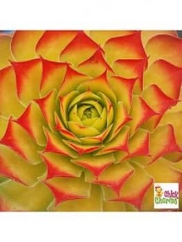 Chick Charms Sempervivum Collection 6 X 9Cm