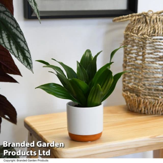 Thompson & Morgan Houseplant Dracaena (Dragon Tree) Fragrans Compacta 5.5Cm Pot X 1