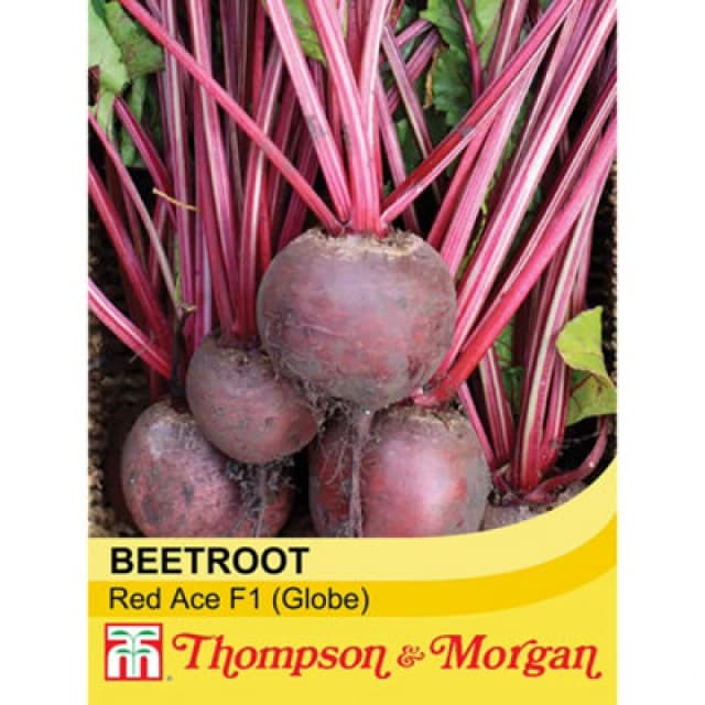 Thompson & Morgan Beetroot Red Ace F1 Hybrid 1 Seed Packet (150 Seeds)