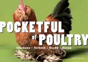 pocketful of poultry
