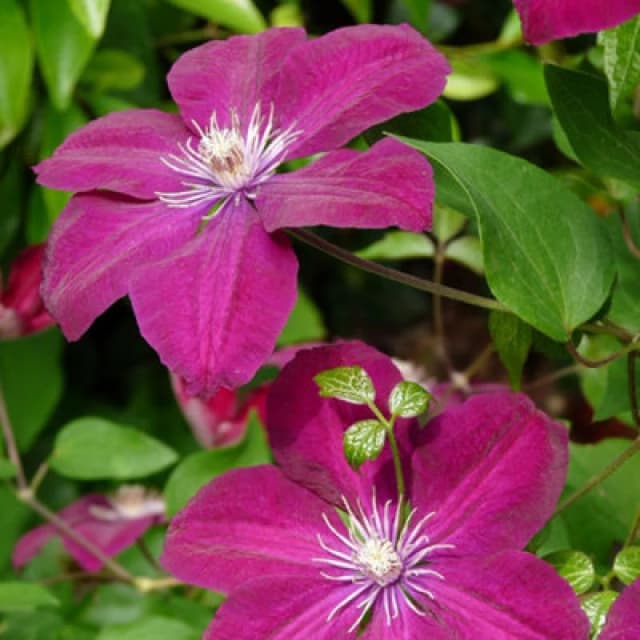 Thompson & Morgan Clematis Rouge Cardinal - Large Crimson Red Climbing Flowers Velvety Blooms July-Sept Vigorous Climber - 7Cm Pot X1