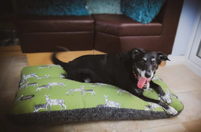 Snug & Cosy Pets Snug And Cosy Sage Deer Pet Dog Bed Lounger Cushion