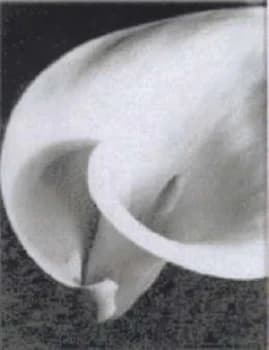 Imogen Cunningham by Imogen Cunningham and Manfred Heiting Book