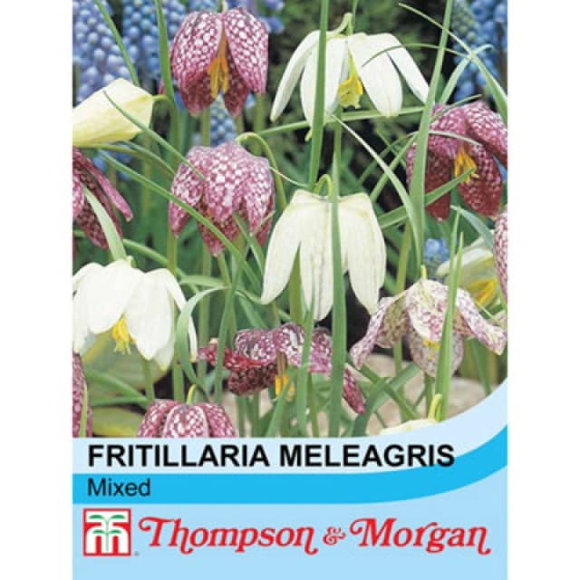 Thompson & Morgan Wild Flower Snakes Head Fritillaria 1 Seed Packet (25 Seeds)