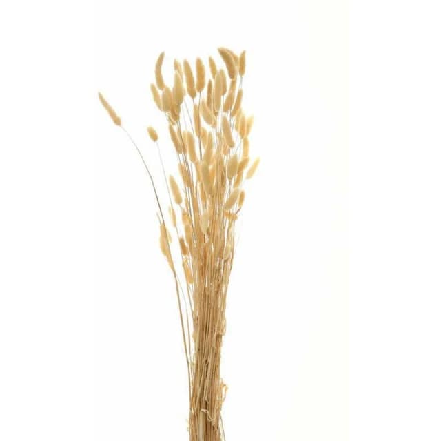 HILL INTERIORS Hill Interiors - Bouquet of Tall Bunny Tails Artificial Plant - L18 x W18 x H76cm - White HillinTallBunnyTails22204