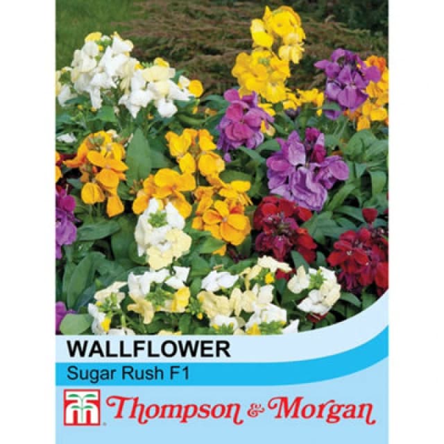 Thompson & Morgan Wallflower Sugar Rush F1 Hybrid 1 Seed Packet (20 Seeds)