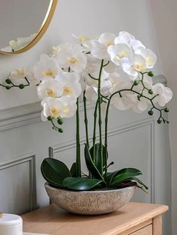 Crossland Grove Potted Orchid In Cement Pot (white), White 5061090000000