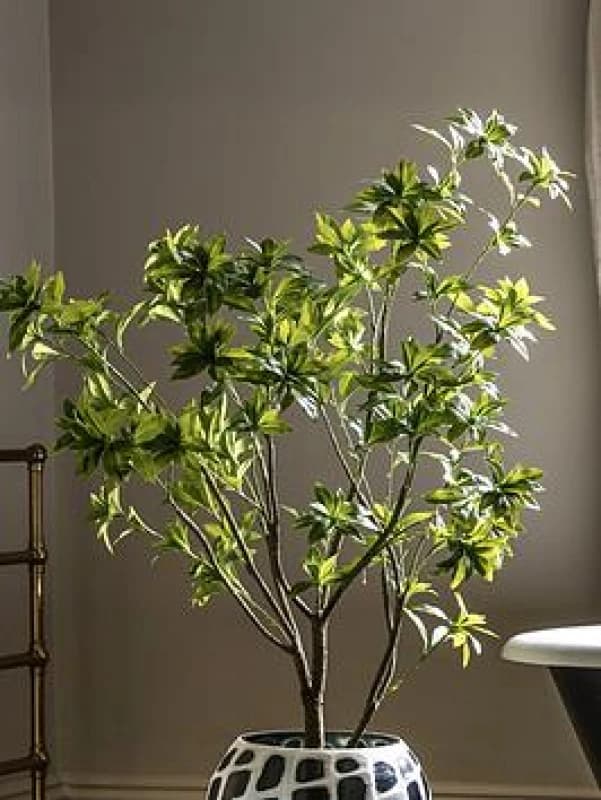 Crossland Grove Potted Pierisjaponica 5ft Tree, Green 5056693592778