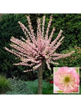 Flowering Cherry Almond Tree 1M Bare Root