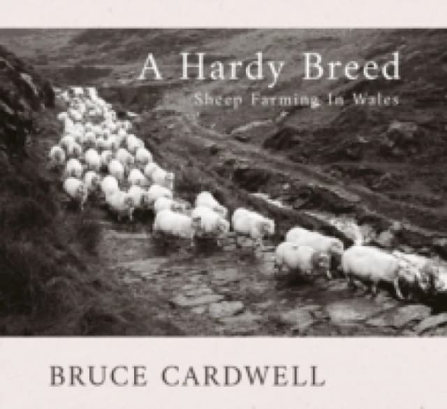 A Hardy Breed : Sheep Farming in Wales Paperback / softback