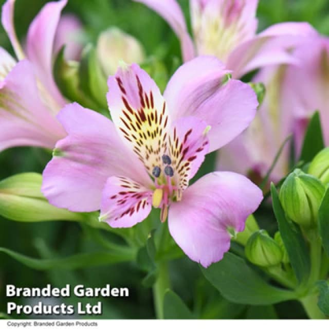 Thompson & Morgan Alstroemeria Inticancha Navayo 50mm Plug X 3