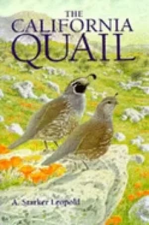 california quail