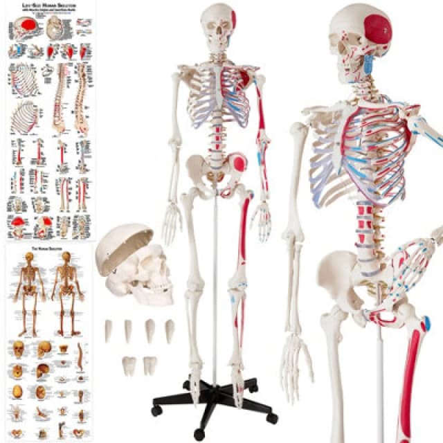 Tectake Anatomic Skeleton In Life Size With Mobile Joints, Wheeled Stand And 2 Anatomy Posters 401755 - White