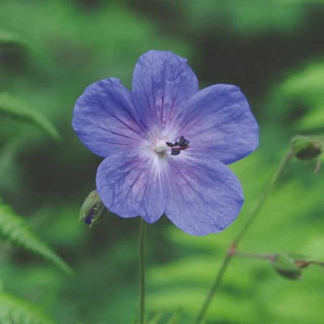Thompson & Morgan Geranium Himalayense Gravetye 9Cm Potted Plant X 2