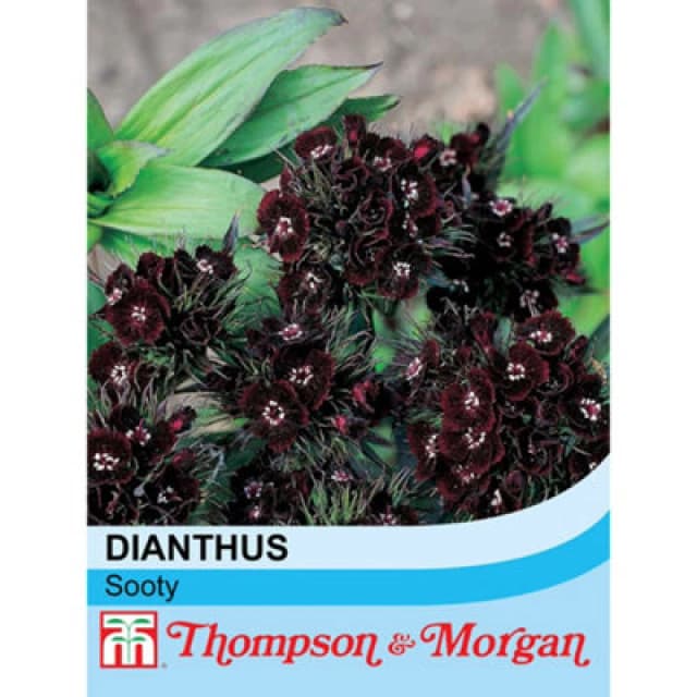Thompson & Morgan Dianthus Nigrescens Sooty 1 Seed Packet (30 Seeds)
