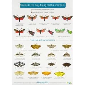 Guide to the Day-Flying Moths of Britain 2006 Wallchart