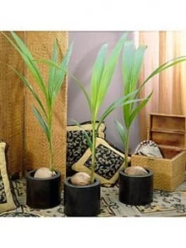 Cocos Nucifera -Coconut Palm Tree 3L