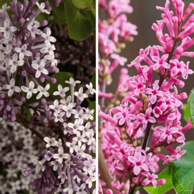 You Garden Yougarden Fragrant Dwarf Lilac Collection, Set Of Two Lilacs In 3L Pots, Ready To Plant, Syringa Lilac 'little Rosie' And 'palibin