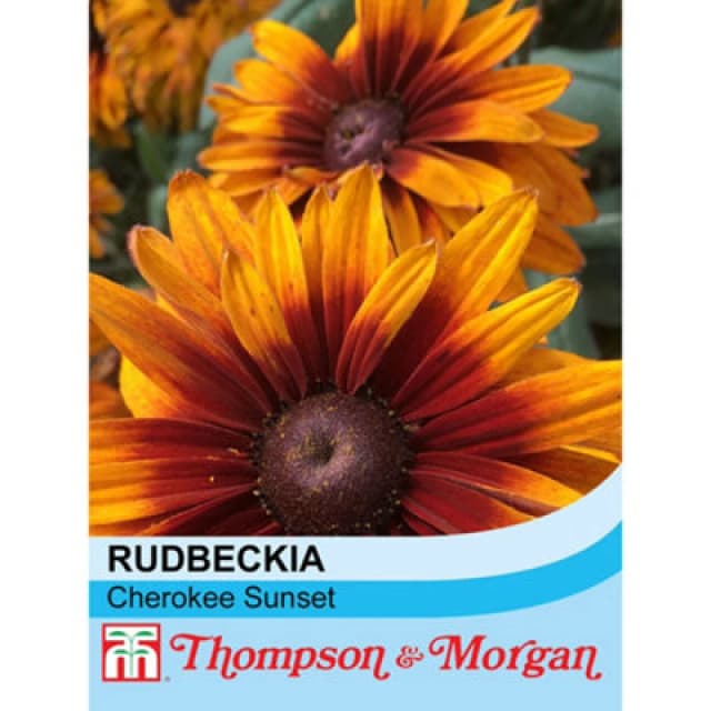 Thompson & Morgan Rudbeckia Cherokee Sunset 1 Packet (40 Seeds)