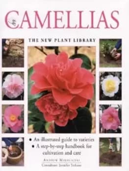 Camellias by Andrew Mikolajski