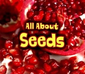 All about Seeds by Claire Throp Book